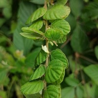 Phyllodium pulchellum (L.) Desv.